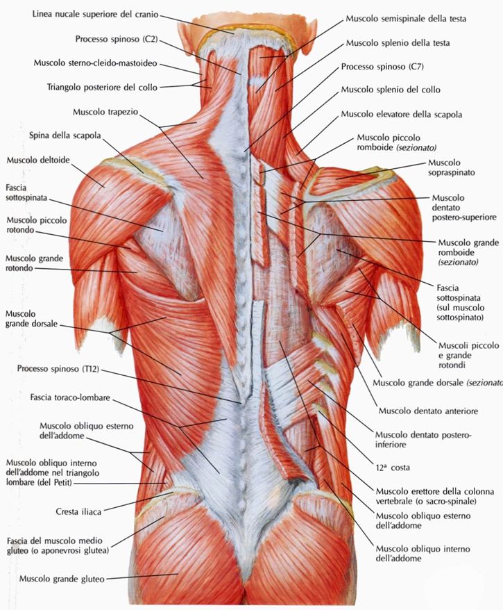 Muscoli della schiena Peso Formazione POSTER Body Building Palestra Esercizi Grafico 